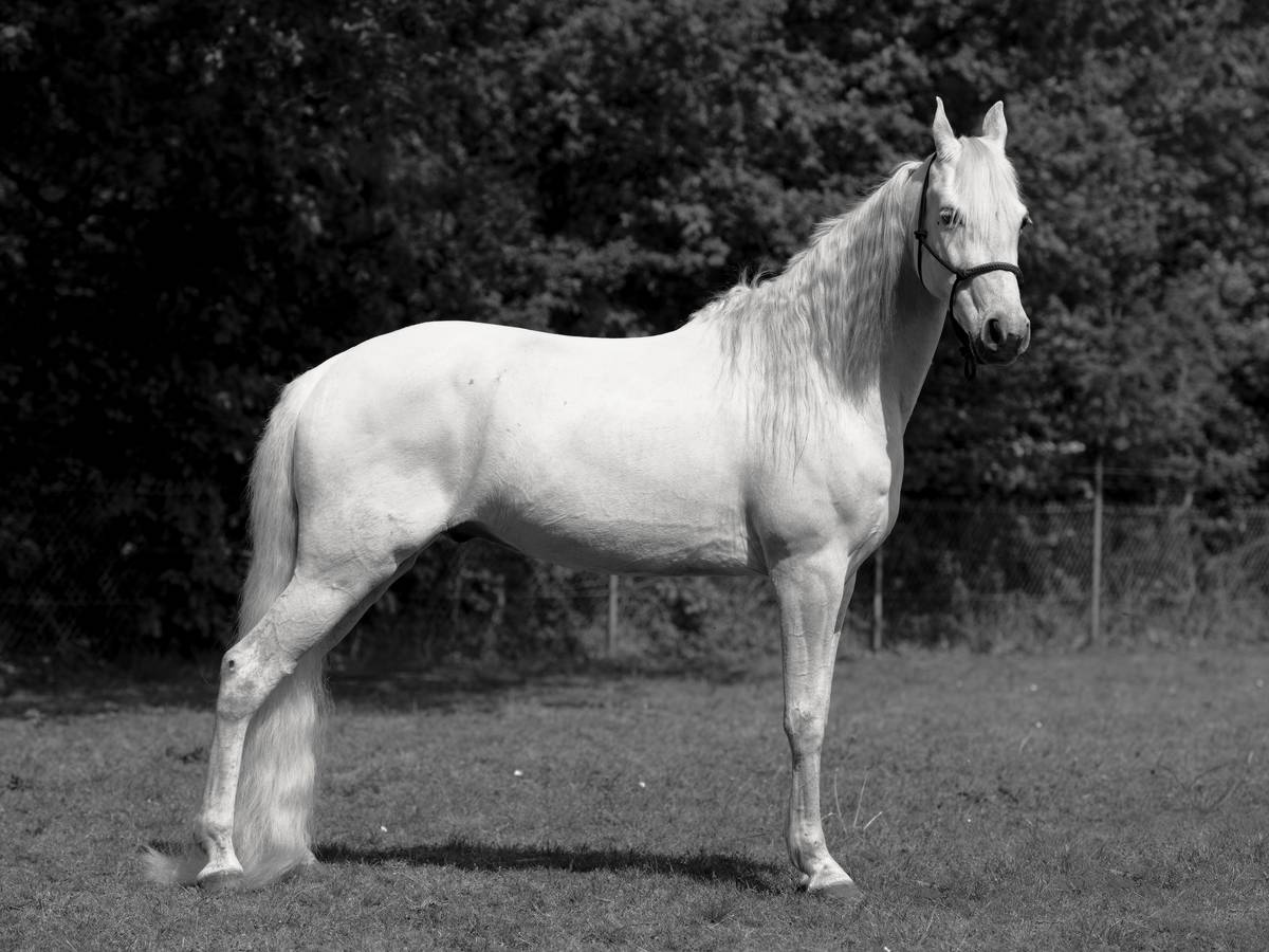 Paard Julius, model voor Performance Grace Schwindt