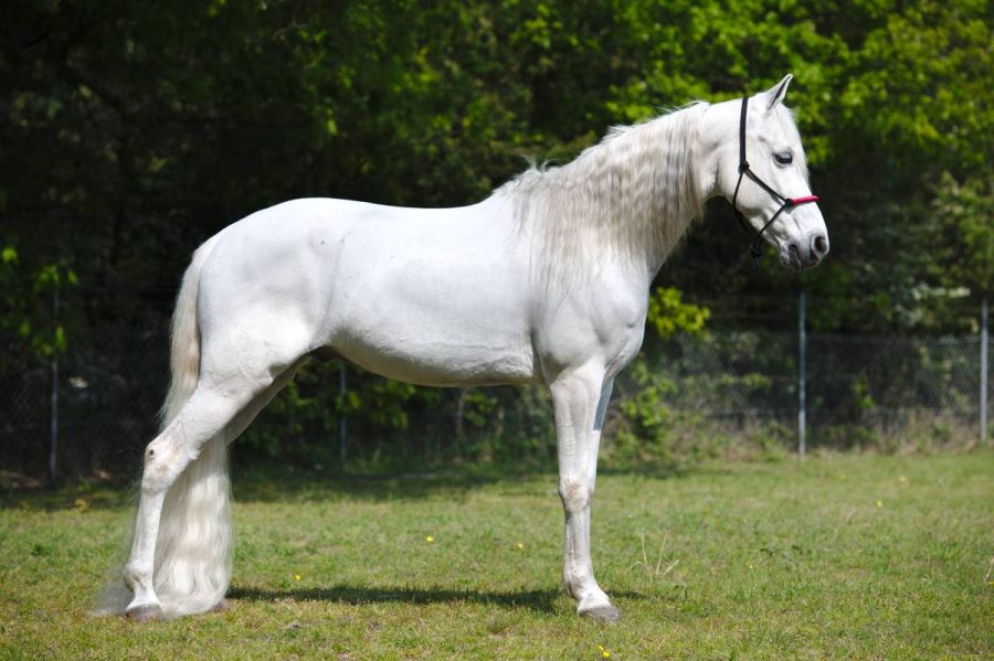 Paard Julius, model voor Performance Grace Schwindt