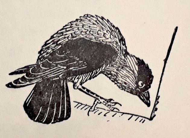 Konrad Lorenz tekening van een kauw