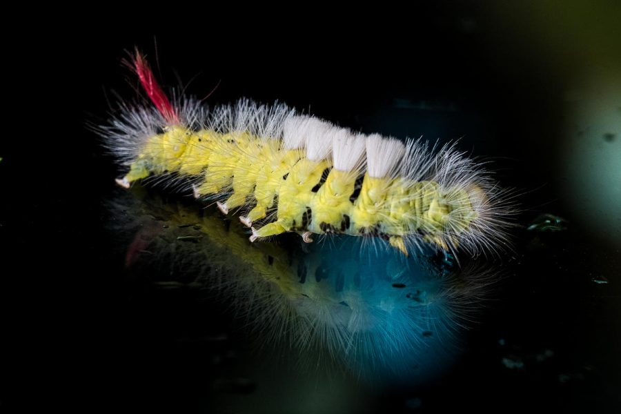 Meriansborstel rups - alliteara pudibunda