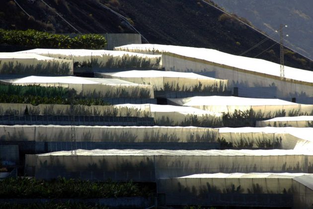 Bananenplantages op La Palma