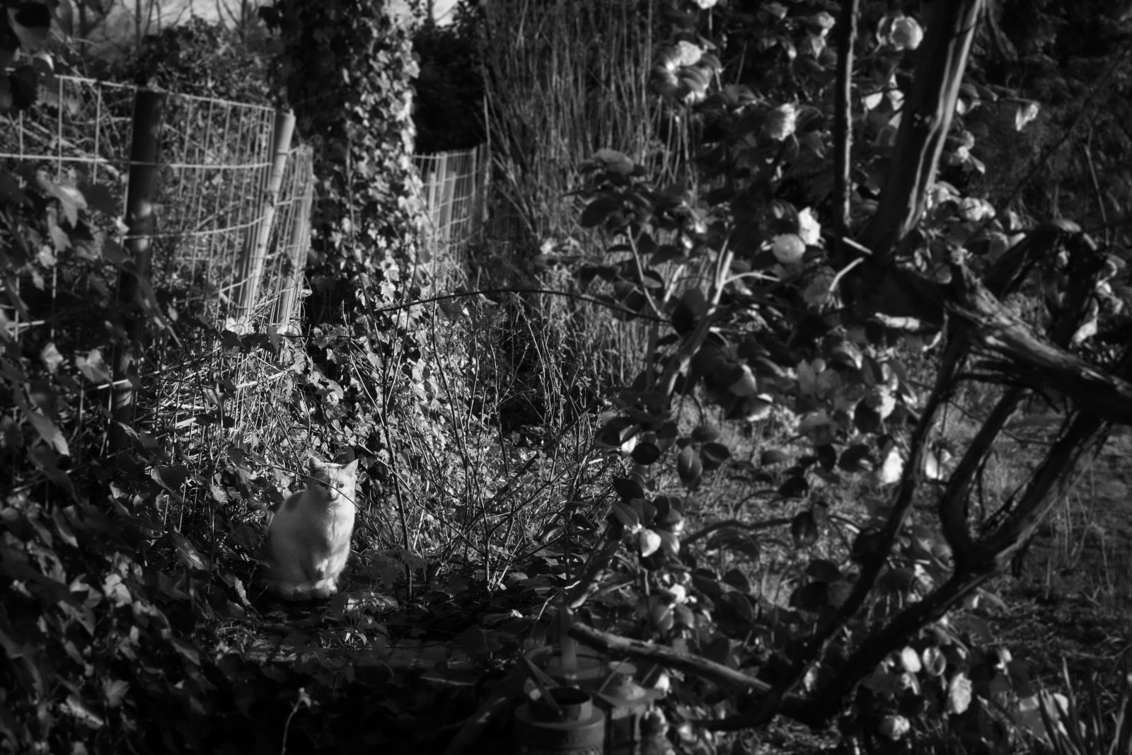 Zwartwit foto van kat in een tuin, lente 2022