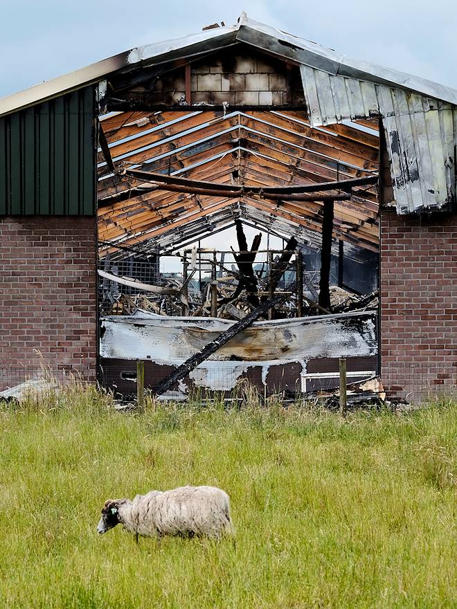 38.000 kippen verbrand bij stalbrand Buurmalsen