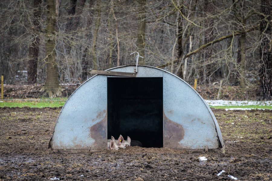 Varkensverblijf in de buitenlucht, winter 2023 Oirschot, Noord-Brabant