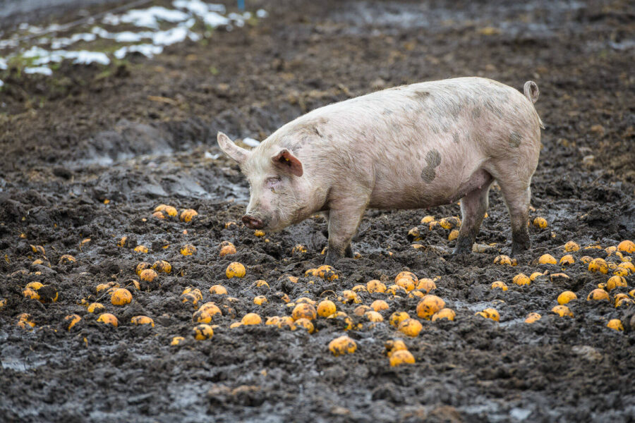 Varkens in de buitenlucht, winter 2023 Oirschot, Noord-Brabant