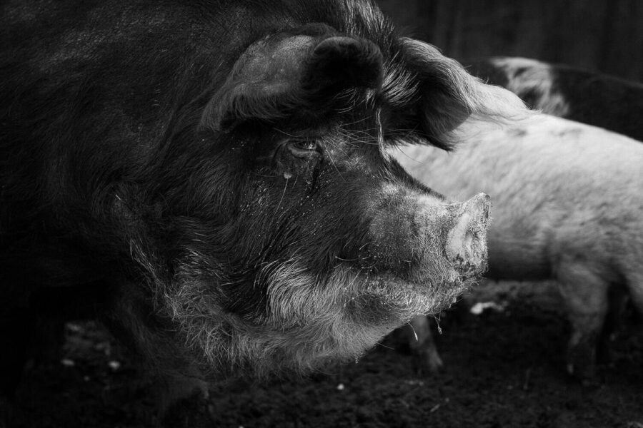 Varkens in de buitenlucht, winter 2023 Oirschot, Noord-Brabant