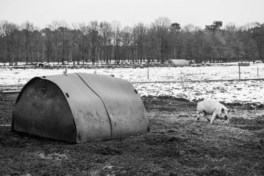 Varkens in de buitenlucht, winter 2023 Oirschot, Noord-Brabant