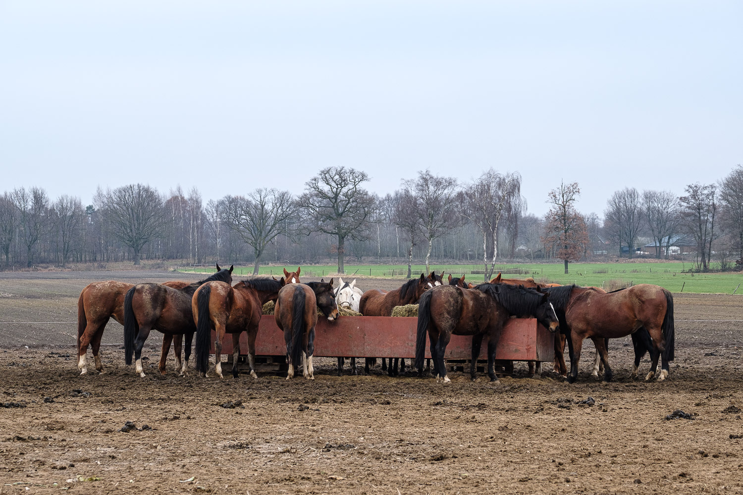 Het Laatste Avondmaal: een groep paarden staat aan een grote voerbak in een wei, met een enkel wit paard in het midden