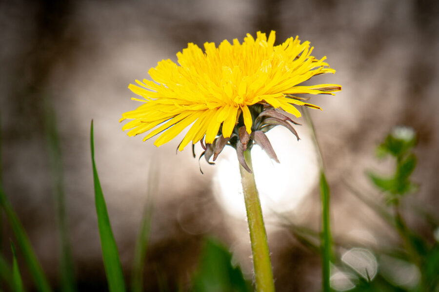 Paardebloem
