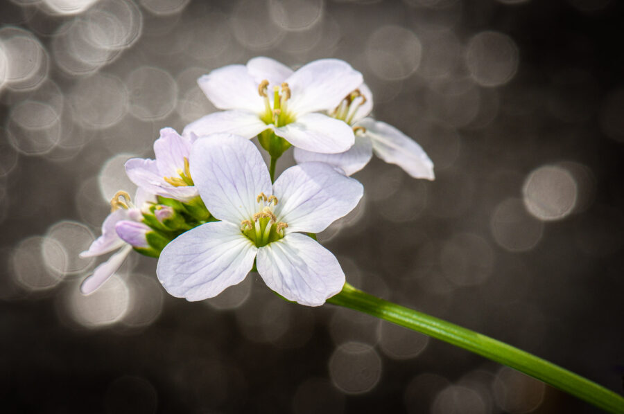 Bloem