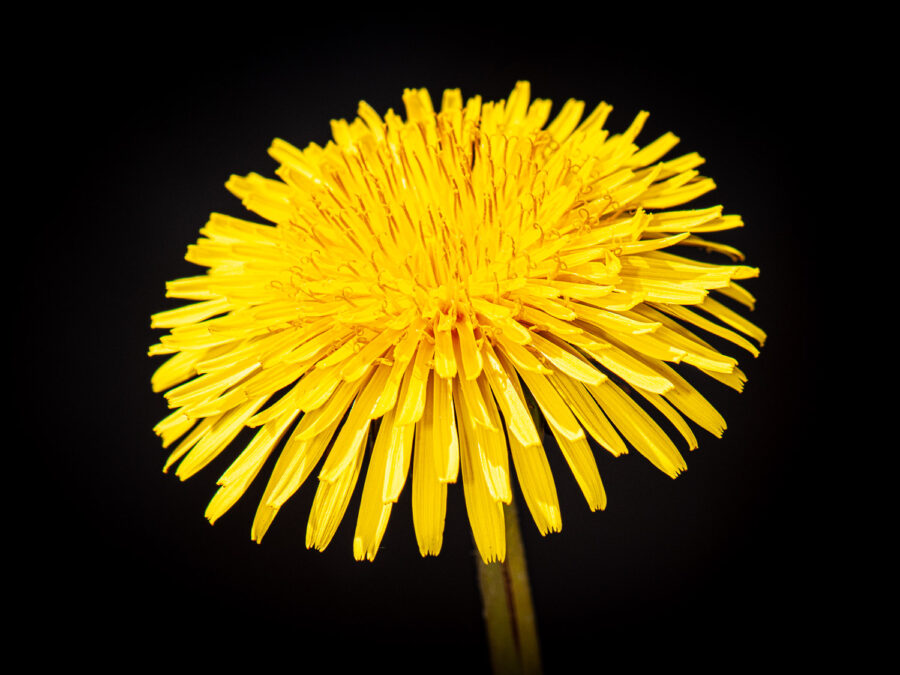Paardebloem