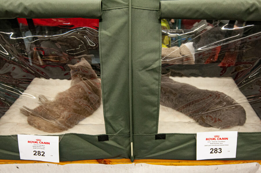 Katten tijdens de Kattenshow BCF Antwerpen