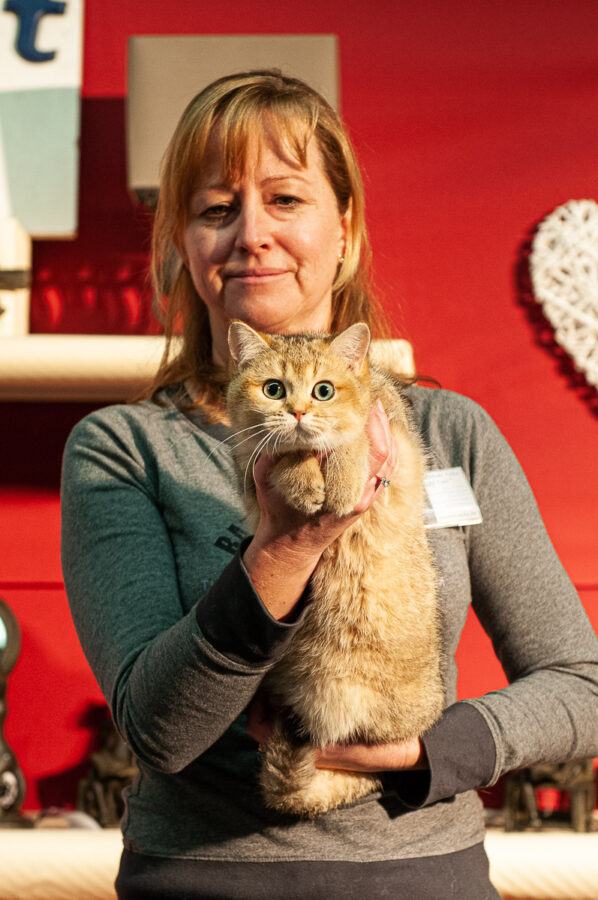 Katten tijdens de Kattenshow BCF Antwerpen