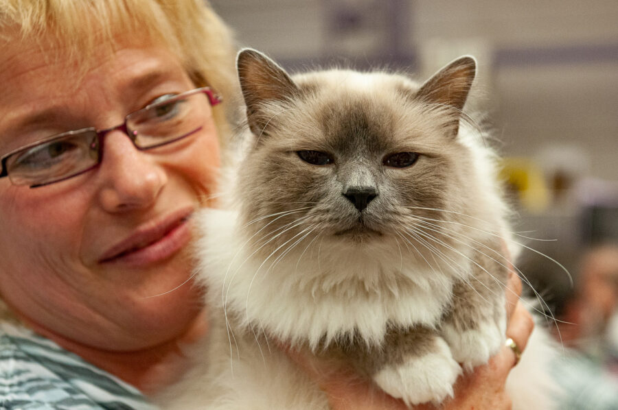 Katten tijdens de Kattenshow BCF Antwerpen