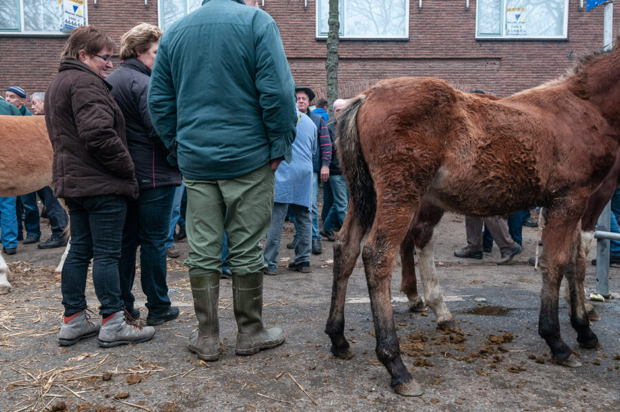 Paardenmarkt Hedel 2011