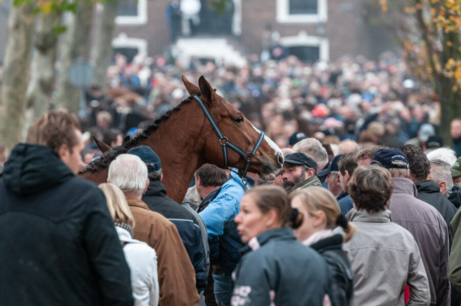 Paardenmarkt Hedel 2011