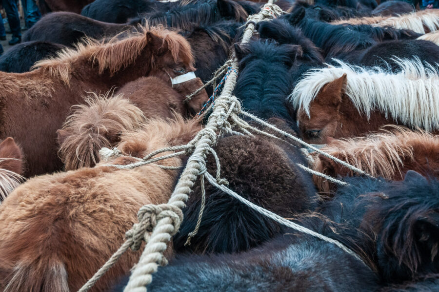 Paardenmarkt Hedel 2011