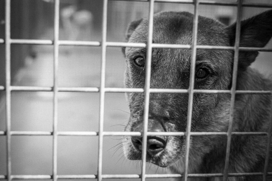 Dommel, een van de honden van Stichting Dutch Cell Dogs.