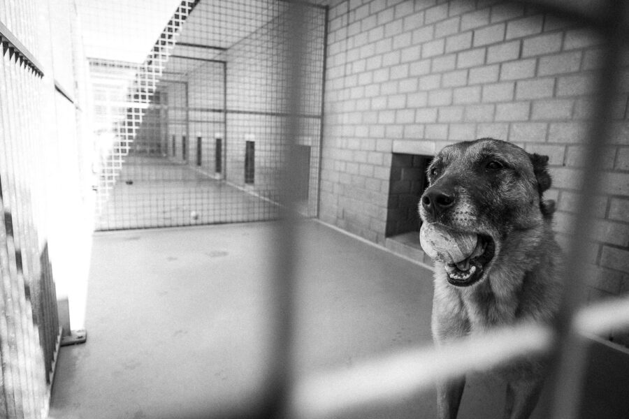 Dommel, een van de honden van Stichting Dutch Cell Dogs