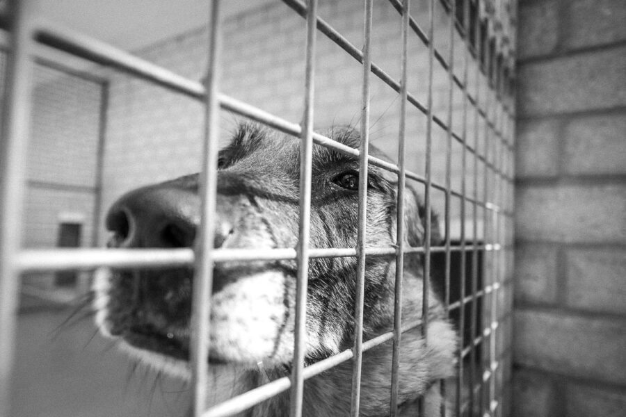 Dommel, een van de honden van Stichting Dutch Cell Dogs
