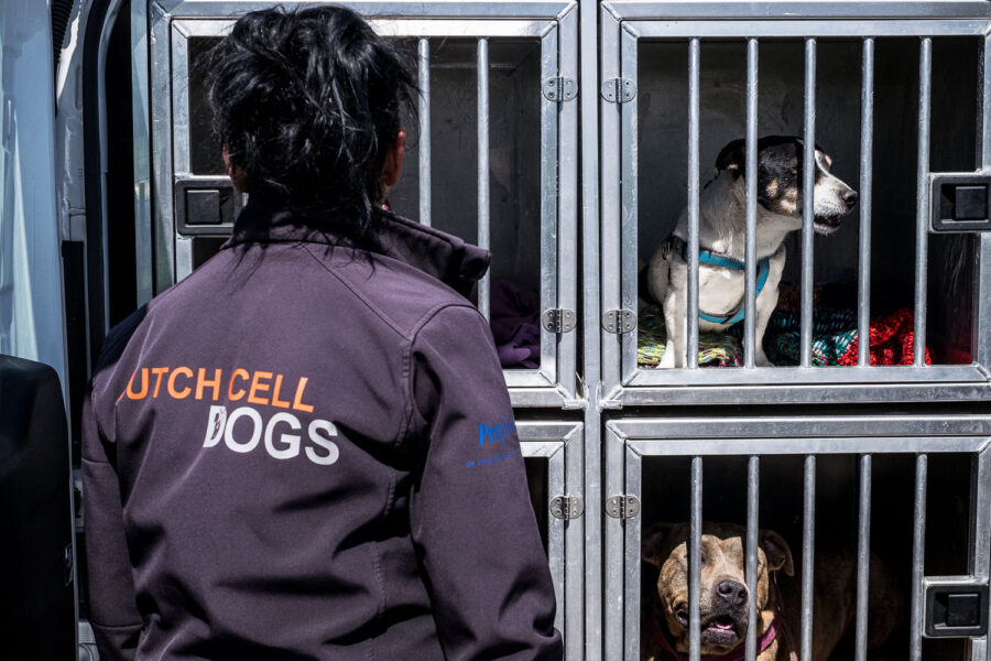 Stichting Dutch Cell Dogs