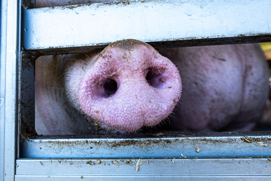 Varkens in vrachtwagen op weg naar slachterij Vion in Boxtel