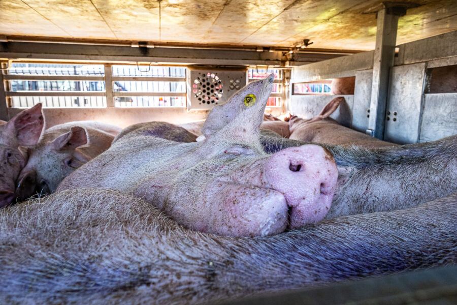 Varkens in vrachtwagen op weg naar slachterij Vion in Boxtel