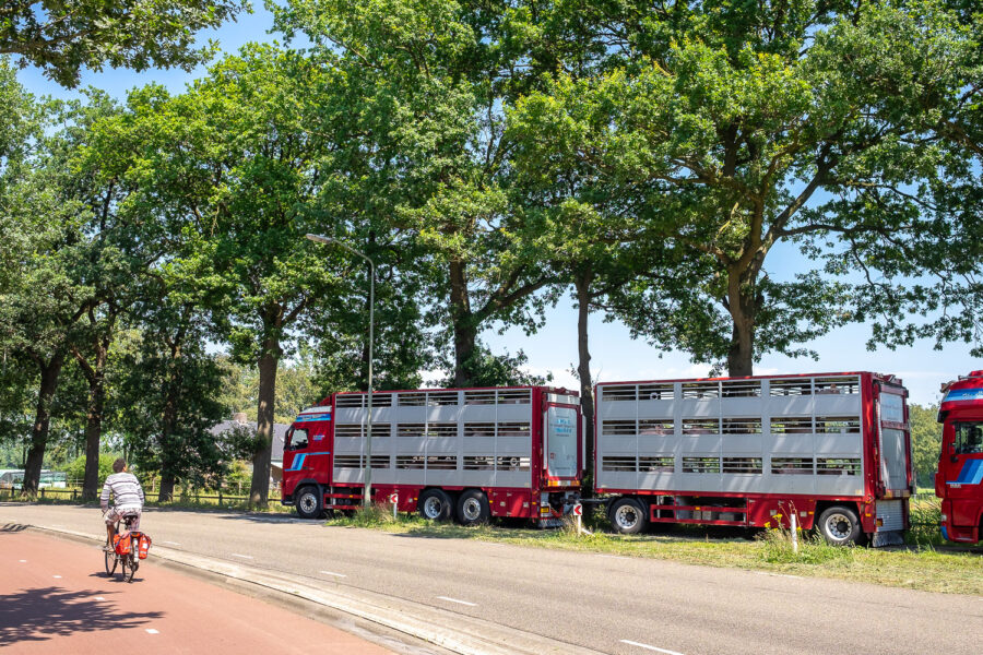 Varkens in vrachtwagen op weg naar slachterij Vion in Boxtel