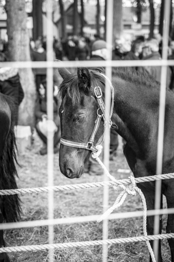 Paardenmarkt Zuidlaren 2016