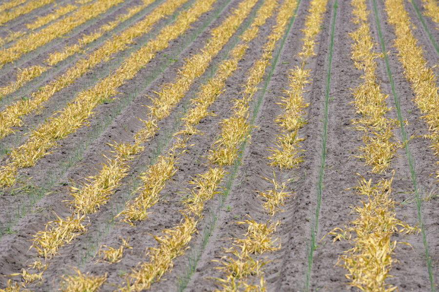 Veld met uien, Limburg 2023