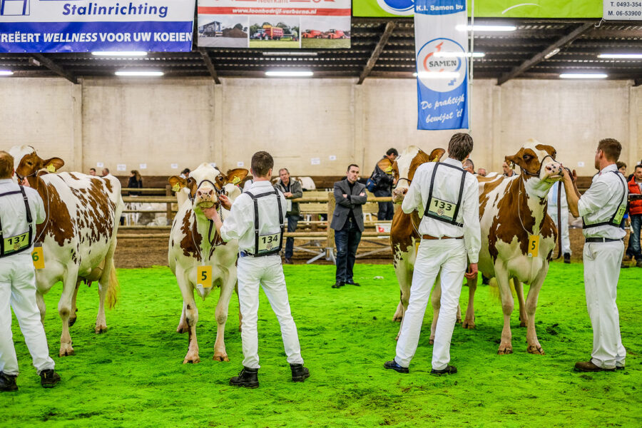 Wintershow Asten: keuring melkvee 2015