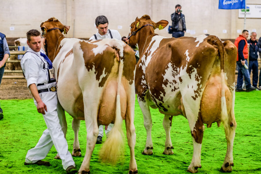 Wintershow Asten: keuring melkvee 2015