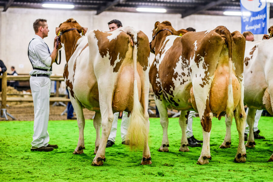 Wintershow Asten: keuring melkvee 2015
