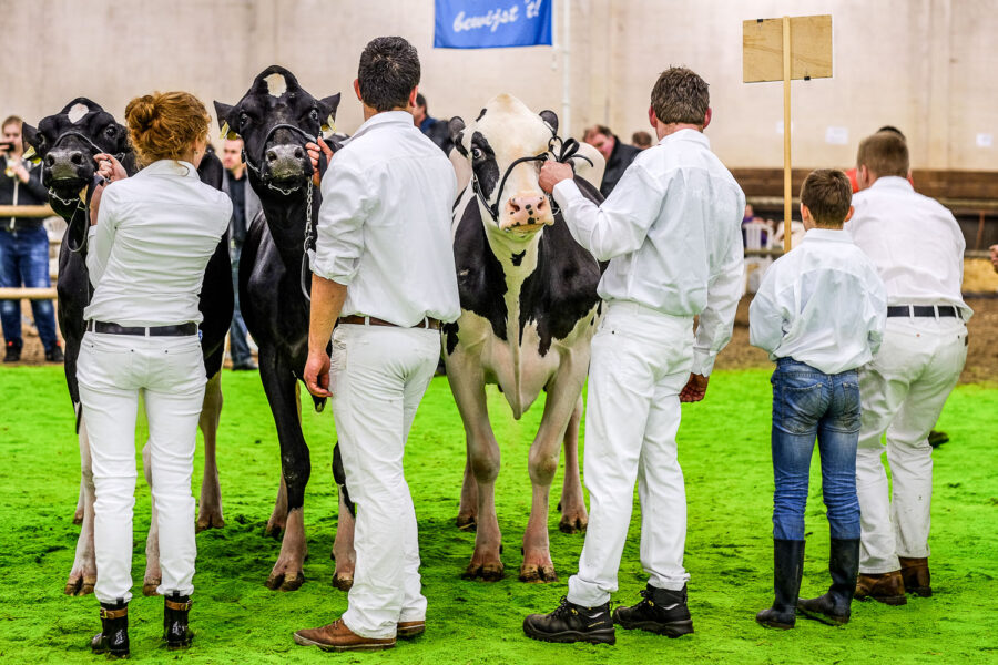 Wintershow Asten: keuring melkvee 2015