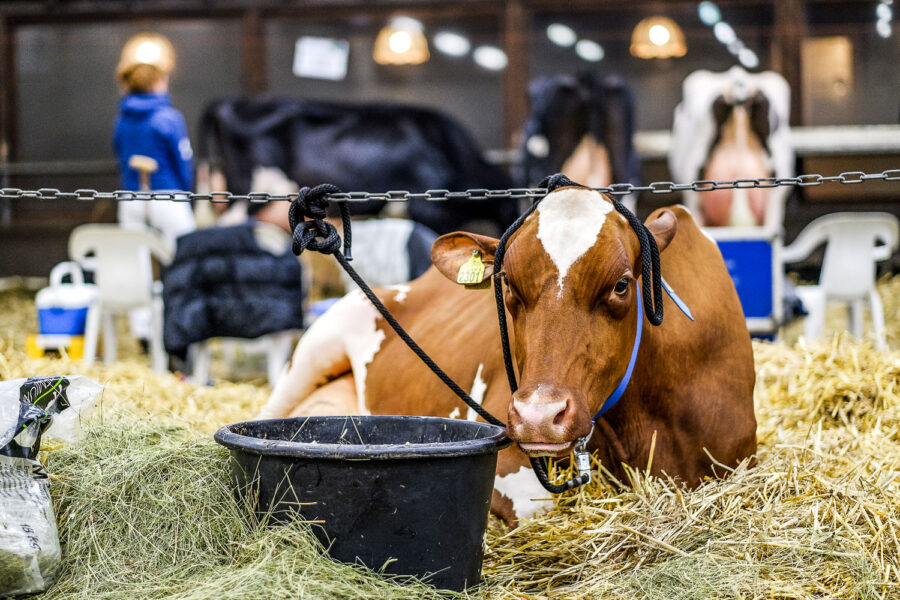 Wintershow Asten: keuring melkvee 2015