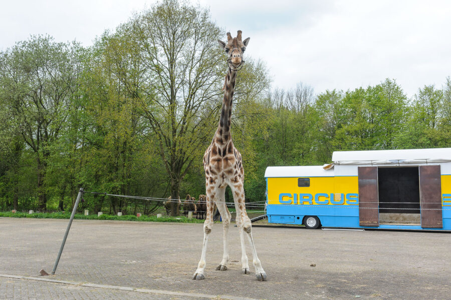 Giraf van Circus Belly Wien op bedrijventerrein 't Laar Tilburg