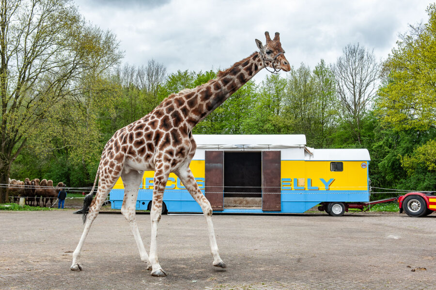 Giraf Circus Belly Wien op bedrijventerrein 't Laar Tilburg