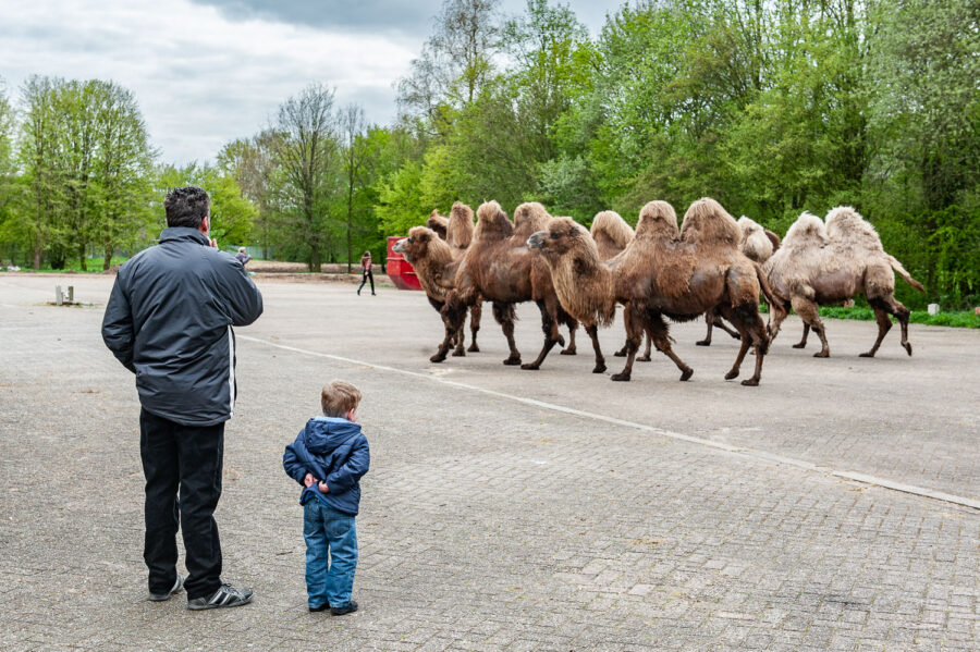 Kamelen van Circus Belly Wien op bedrijventerrein 't Laar Tilburg