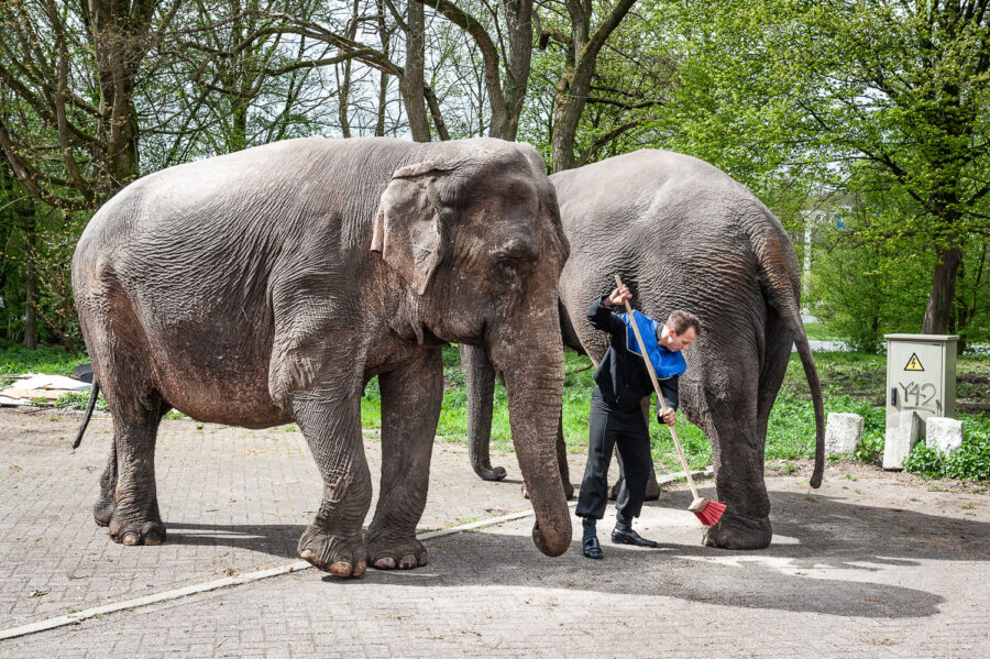 Olifanten van Circus Belly Wien op bedrijventerrein 't Laar Tilburg
