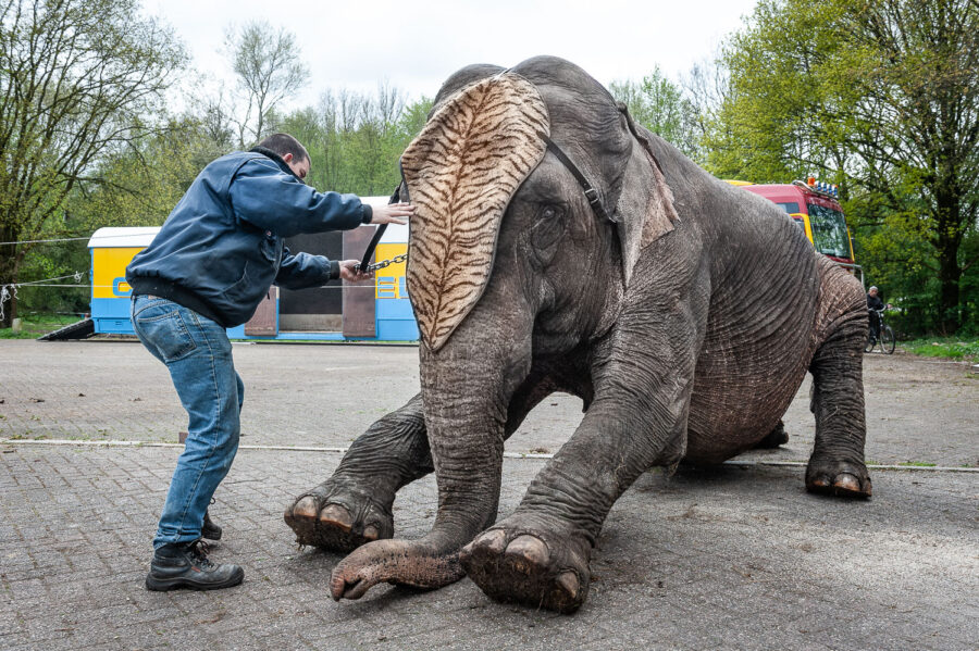 Olifant van Circus Belly Wien op bedrijventerrein 't Laar Tilburg