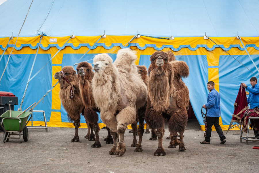 Kamelen bij Circus Belly Wien op bedrijventerrein 't Laar Tilburg