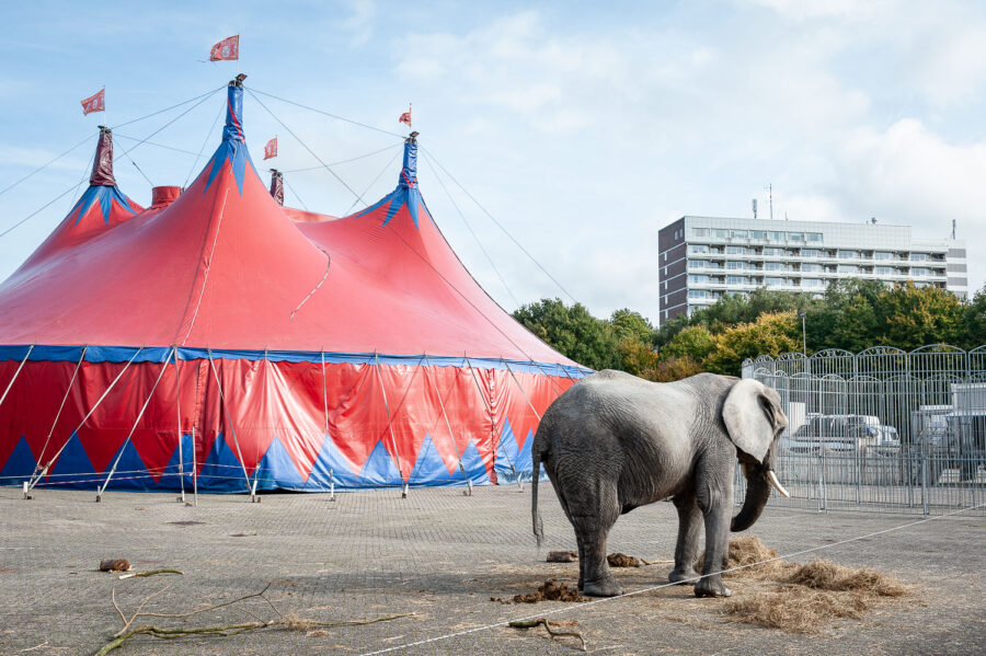 Olifant van Circus Renaissance Tilburg 2012