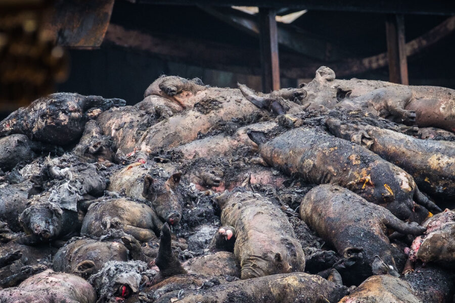 Stalbrand Palkerdijk 2017 waarbij 3000 varkens overleden