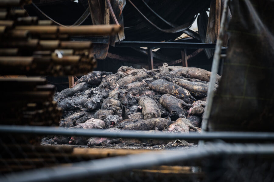 Stalbrand Palkerdijk 2017 waarbij 3000 varkens overleden