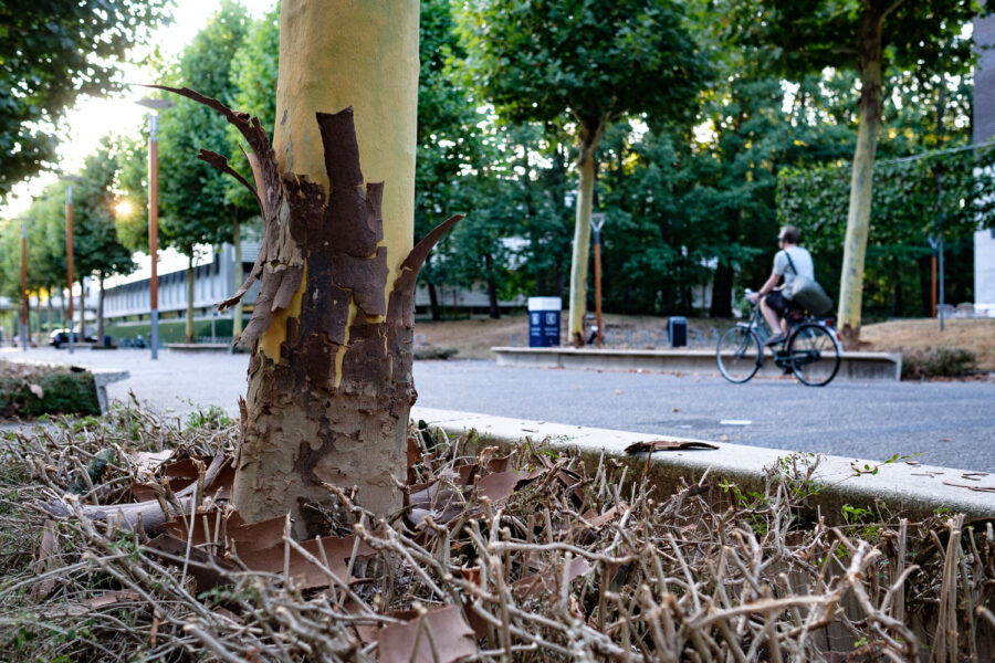 Platanen laten bast vallen om zichzelf koel te kunnen houden tijdens droogte en hitte van 2018