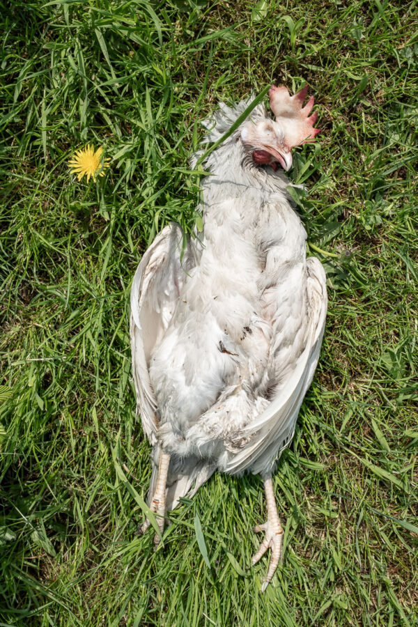 Dode kip in het gras bij uitgebrande kippenstal in het Beglisache Vlimmeren, 22 april 2018