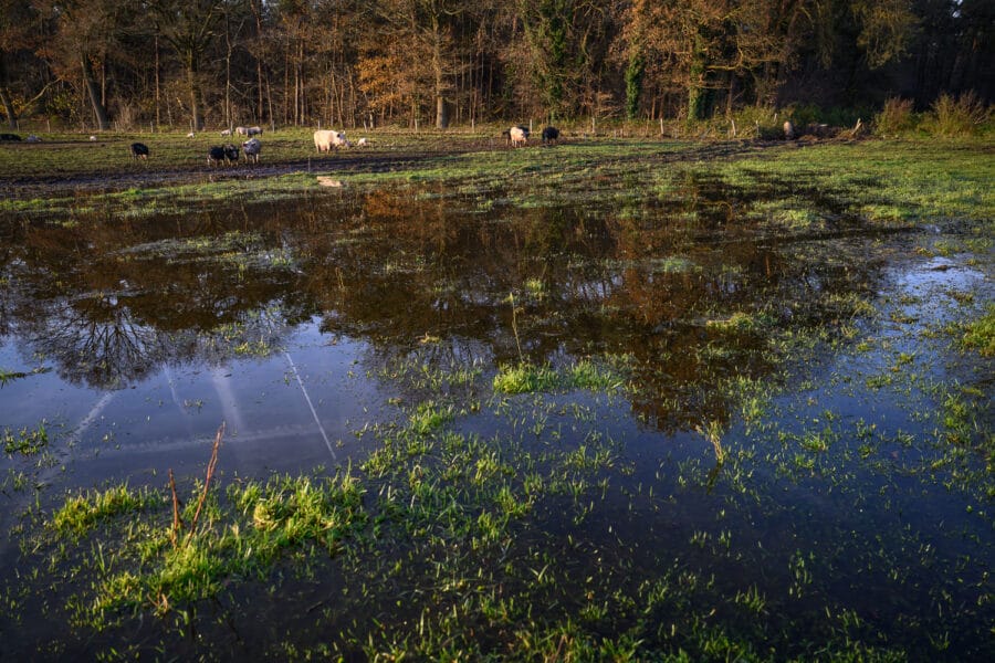 Door regenwater verzadigd veld biologische varkensboer