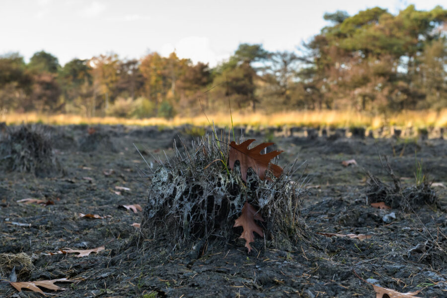 Drooggevallen ven in natuurgebied Ooievaarsnest, Goirle